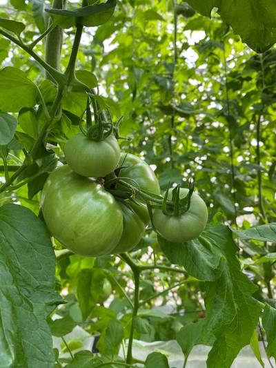Sample image from LaboroTomato