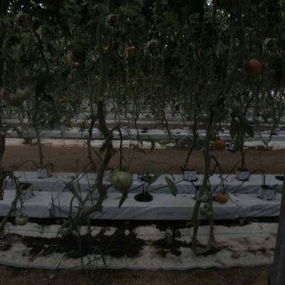 Sample image from tomatOD