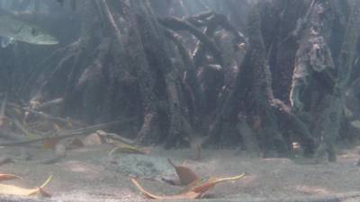 Sample image from DeepFish