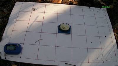 Sample image from Ant Detection