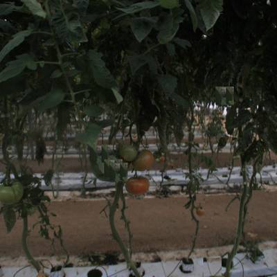 Sample image from tomatOD