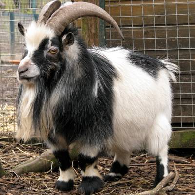 Sample image from Goat Image