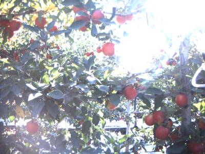 Sample image from Apple Dataset Benchmark from Orchard Environment