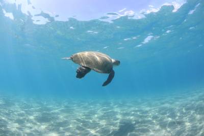 Sample image from Sea Turtle 2022