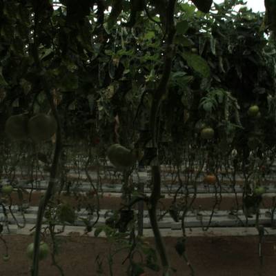 Sample image from tomatOD