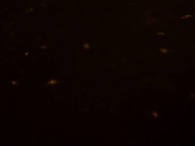 Sample image from Fluorescent Neuronal Cells