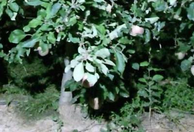 Sample image from KFuji RGB-DS