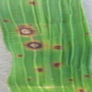 Sample image from Rice Disease