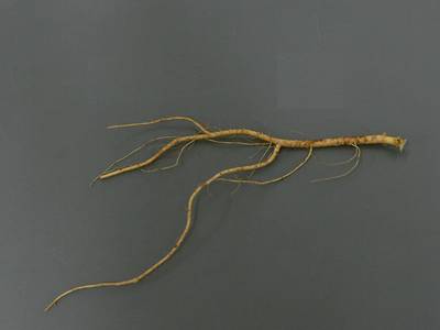 Sample image from Alfalfa Roots