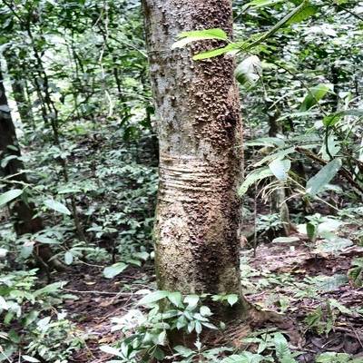 Sample image from Tree Binary Segmentation