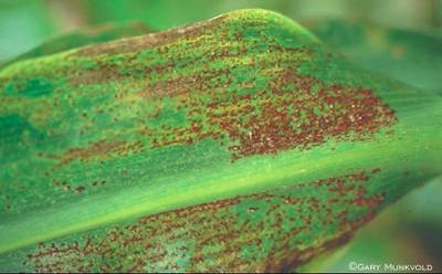 Sample image from PlantDoc