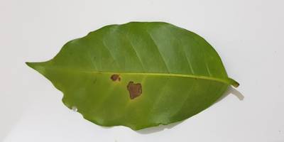 Sample image from Coffee Leaf Biotic Stress