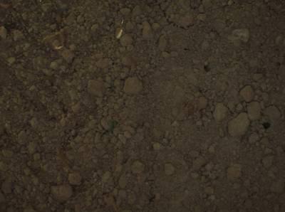 Sample image from Supervisely HRDA Plants Demo