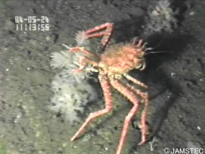 Sample image from Trash-ICRA19