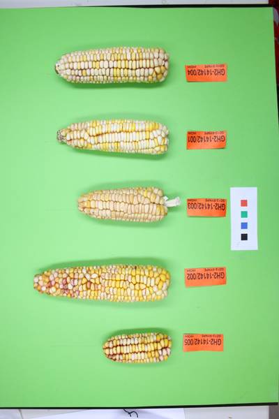 Sample image from Maize Cobs