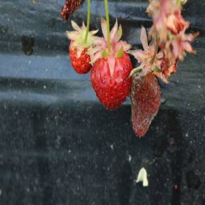 Sample image from Strawberry Disease Detection