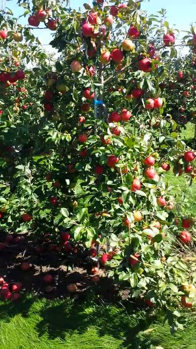 Sample image from MinneApple