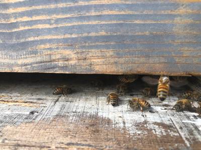 Sample image from Bee Image Object Detection