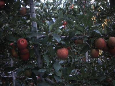 Sample image from Apple from Orchard Environment