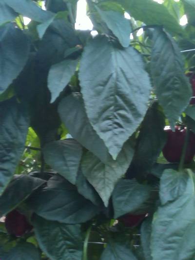 Sample image from QHDP