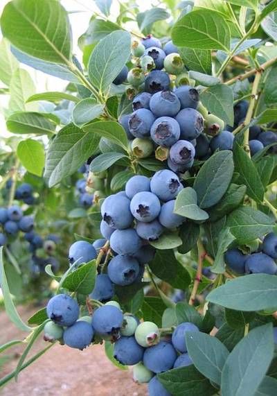 Sample image from deepNIR Fruit Detection