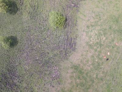 Sample image from Cattle Detection and Counting in UAV Images