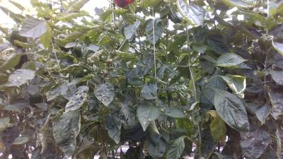 Sample image from Sweet Pepper