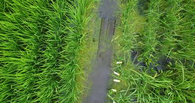Sample image from Paddy Rice Imagery