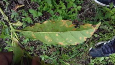 Sample image from RoCoLe
