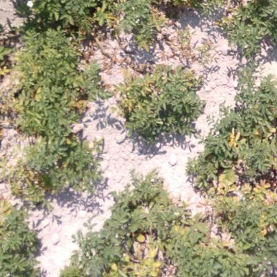 Sample image from Multispectral Potato Plants Images