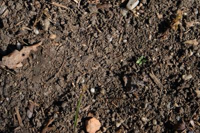 Sample image from Perrenial Plants Detection
