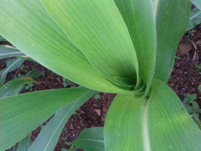 Sample image from Corn Leaf Infection
