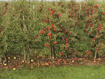 Sample image from Apple MOTS
