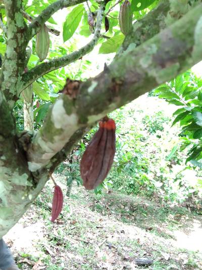 Sample image from Cocoa Diseases