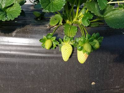 Sample image from StrawDI_Db1