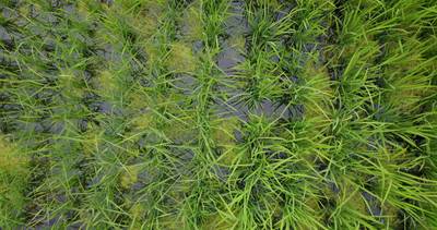 Sample image from Paddy Rice Imagery