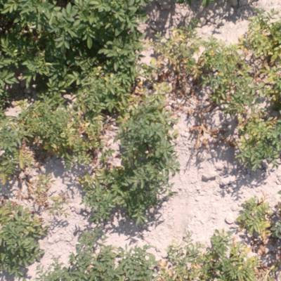 Sample image from Potato Plants Images