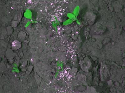 Sample image from CWFID