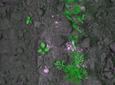 Sample image from CWFID