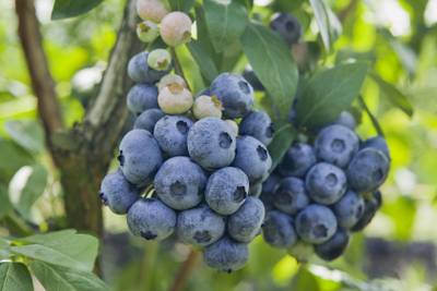 Sample image from deepNIR Fruit Detection