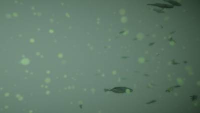Sample image from BrackishMOT