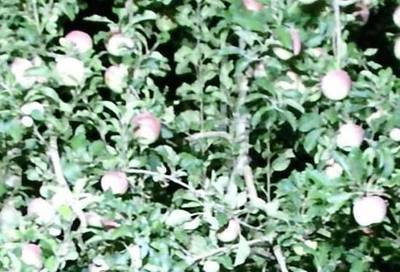 Sample image from KFuji RGB-DS