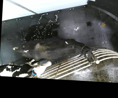 Sample image from OpenCow2020