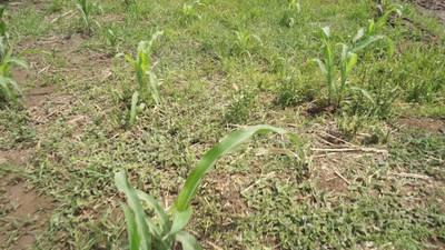 Sample image from Maize-Weed Image
