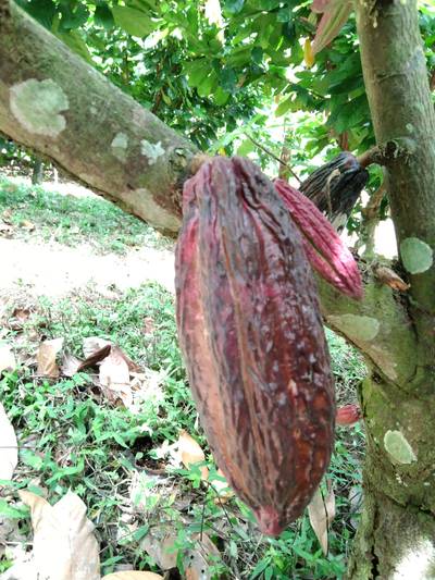 Sample image from Cocoa Diseases
