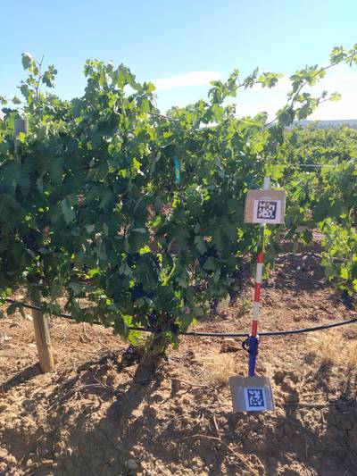 Sample image from AI4Agriculture Grape Dataset