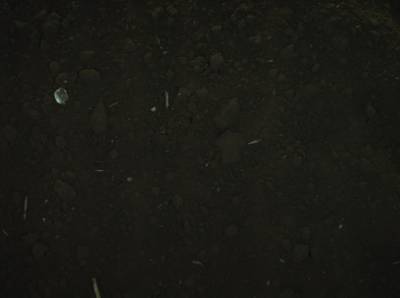 Sample image from Supervisely HRDA Plants Demo