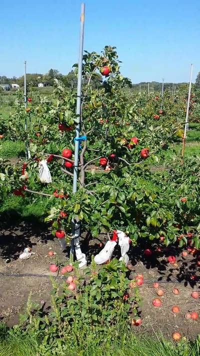 Sample image from MinneApple