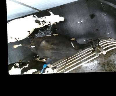 Sample image from OpenCow2020