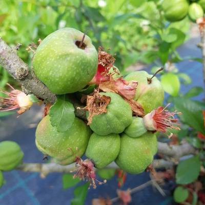 Sample image from QuinceSet